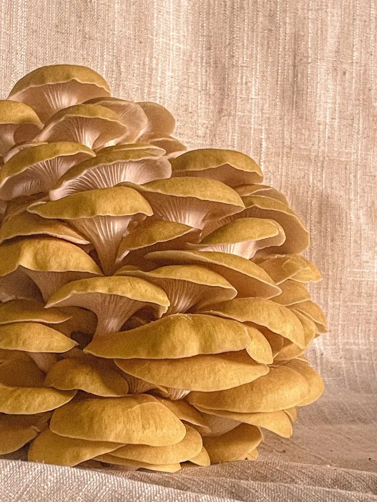 WhatsApp Image 2025-10-20 at 3.59.31 AM (1).webp