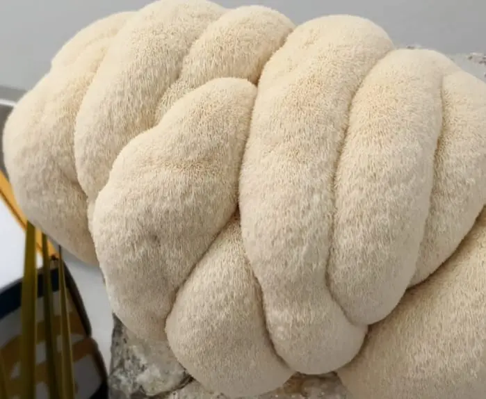 Fresh Mushroom (Lion's Mane)