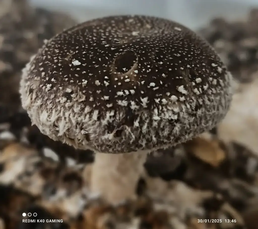 Fresh Mushroom (Shiitake)