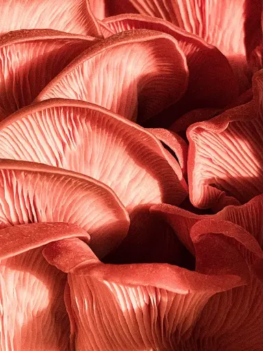 Fresh Mushroom Pink Oyster